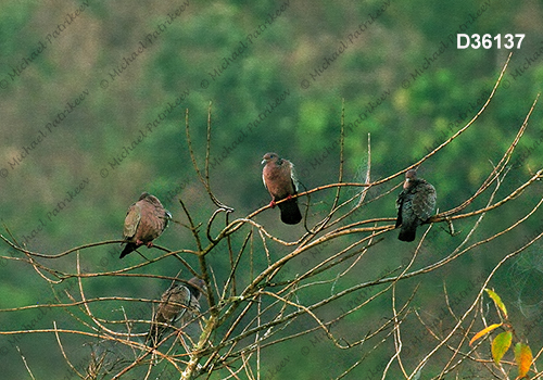 Picazuro Pigeon (Patagioenas picazuro)